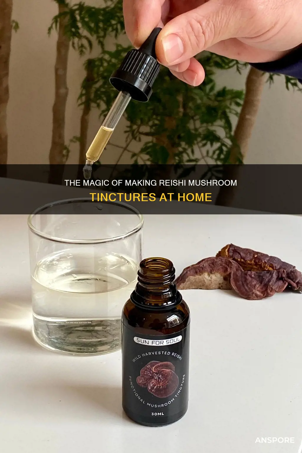 how to tincture reishi mushroom