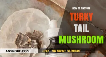 Mastering Turkey Tail Mushroom Tincture: A Step-by-Step Guide