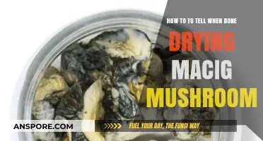 Perfectly Dried Magic Mushrooms: Signs They're Ready for Storage