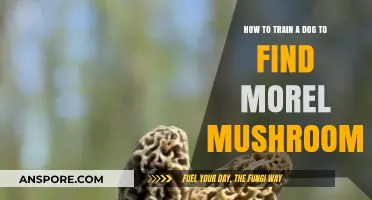 Training Your Dog to Sniff Out Morel Mushrooms: A Step-by-Step Guide