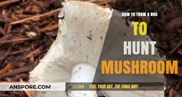 Training Your Dog to Hunt Mushrooms: A Forager's Guide