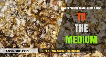 Mastering Spore Transfer: A Step-by-Step Guide to Inoculating Your Medium