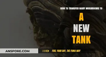 Smoothly Relocating Hairy Mushrooms to a New Aquarium Tank