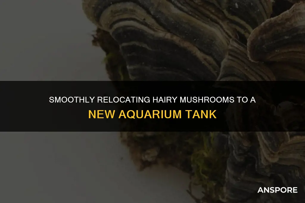 how to transfer hairy mushrooms to a new tank