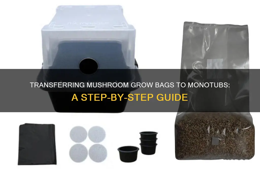 how to transfer mushroom grow bag to monotub