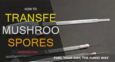 Transferring Mushroom Spores: A Step-by-Step Guide
