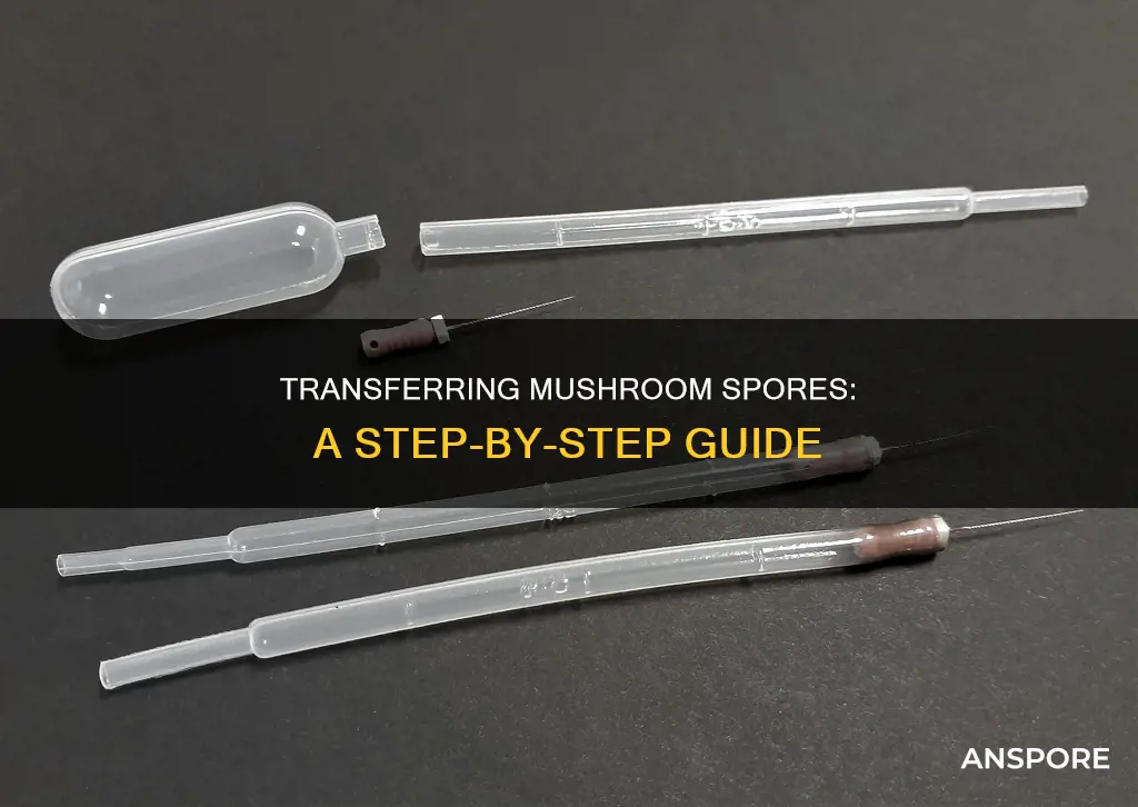 how to transfer mushroom spores
