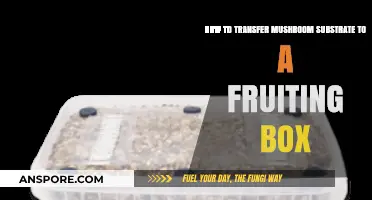 Transferring Mushroom Substrate to Fruiting Box: A Step-by-Step Guide