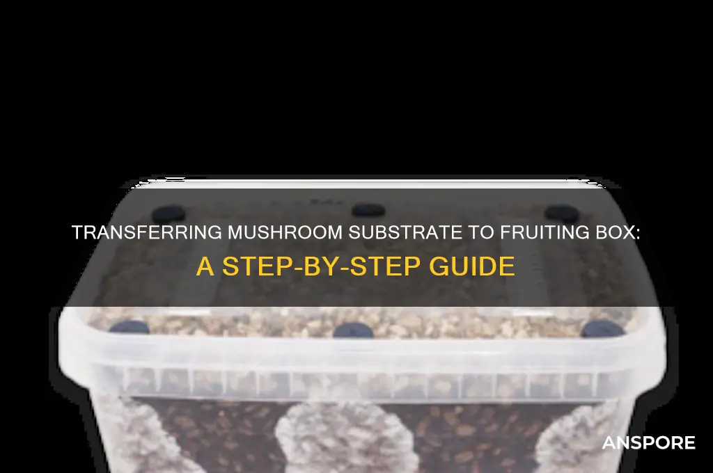 how to transfer mushroom substrate to a fruiting box