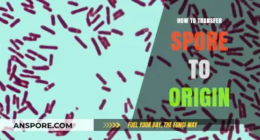 Transfer Spore to Origin: A Step-by-Step Guide for Gamers