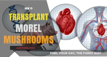 Mastering Morel Transplantation: A Step-by-Step Guide to Growing Success