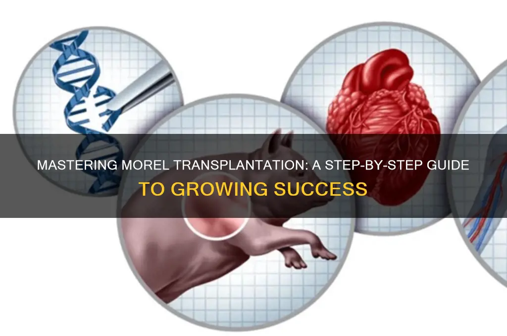 how to transplant morel mushrooms