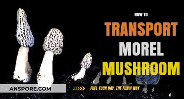 Safely Transporting Morel Mushrooms: Expert Tips for Fresh Delivery