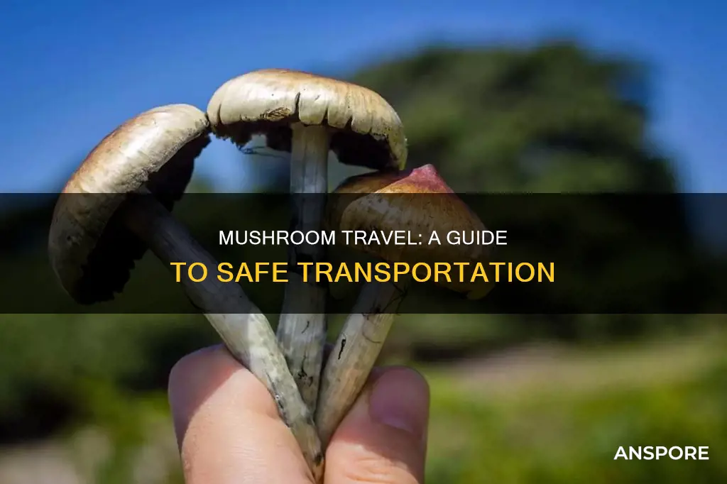 how to travel with mushrooms