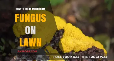 Effective Ways to Treat and Prevent Mushroom Fungus in Your Lawn