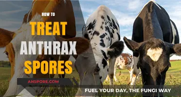 Effective Treatment Strategies for Anthrax Spores: A Comprehensive Guide