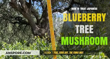 Treating Japanese Blueberry Tree Mushrooms: Effective Care and Management Tips