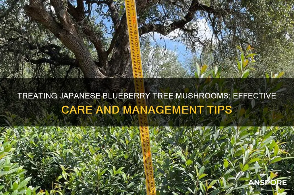 how to treat japanese blueberry tree mushrooms