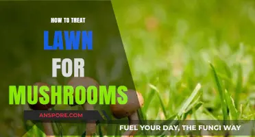 Effective Ways to Treat and Prevent Mushrooms in Your Lawn