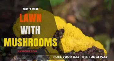 Effective Ways to Treat and Prevent Mushrooms in Your Lawn