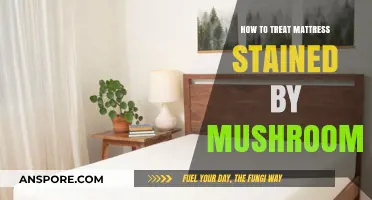 Effective Ways to Clean Mushroom Stains from Your Mattress