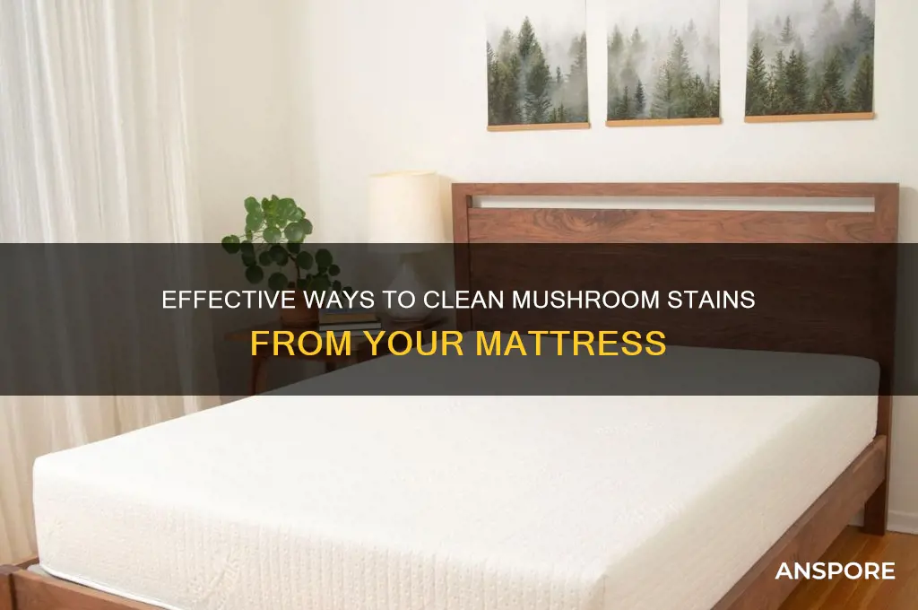 how to treat mattress stained by mushrooms