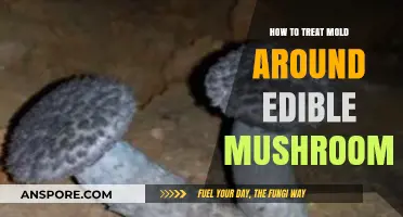 Effective Methods to Safely Treat Mold Around Edible Mushrooms