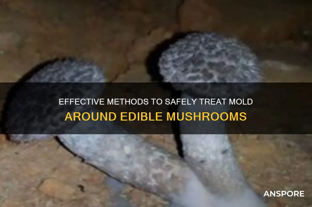 how to treat mold around edible mushrooms