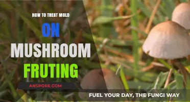 Effective Strategies to Treat Mold on Mushroom Fruiting Bodies