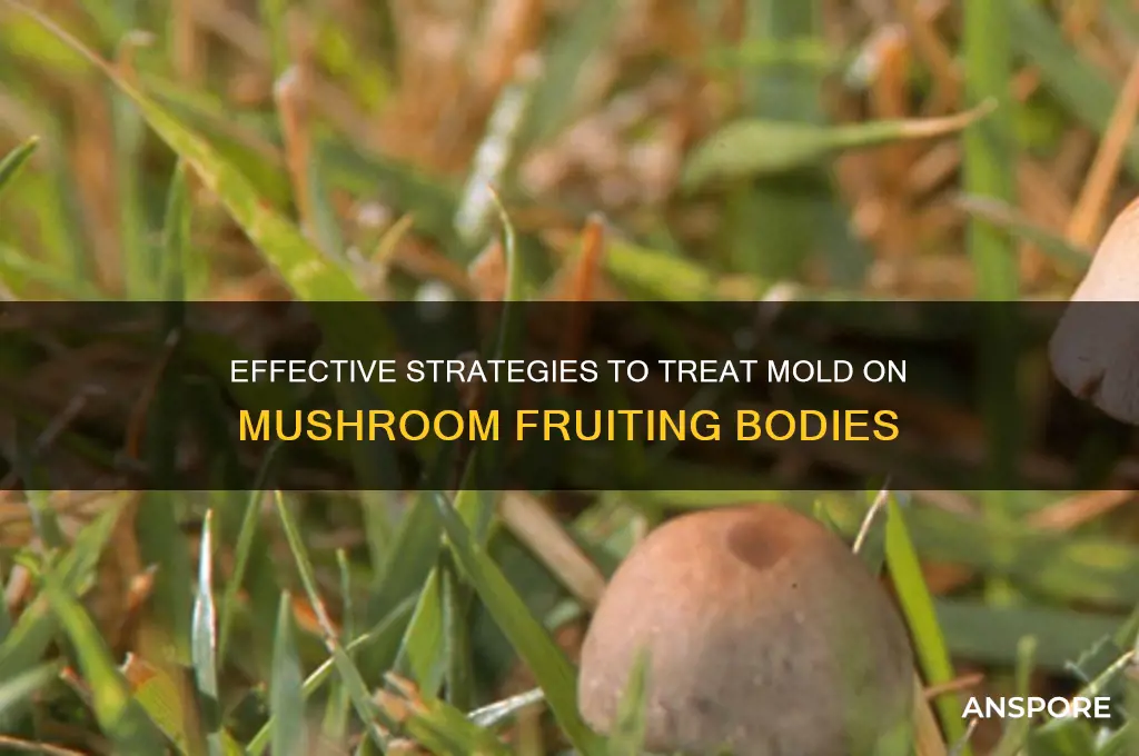 how to treat mold on mushroom fruting