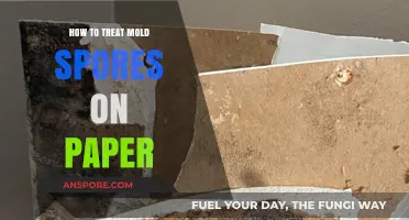 Effective Methods to Safely Remove Mold Spores from Paper Documents