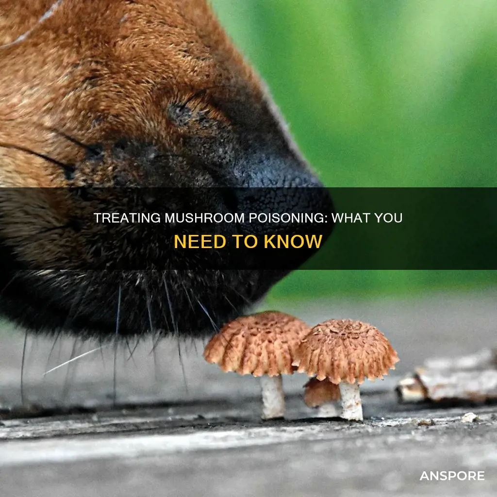 how to treat mushroom drug