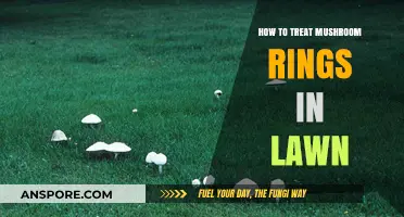 Effective Ways to Treat and Prevent Mushroom Rings in Your Lawn