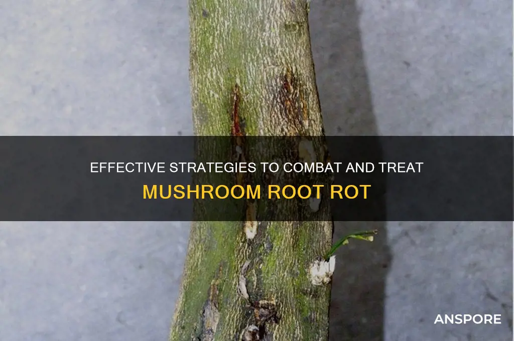 how to treat mushroom root rot