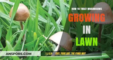 Effective Ways to Treat and Prevent Mushrooms in Your Lawn
