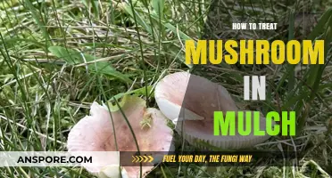 Effective Ways to Treat Mushrooms Growing in Your Mulch Beds