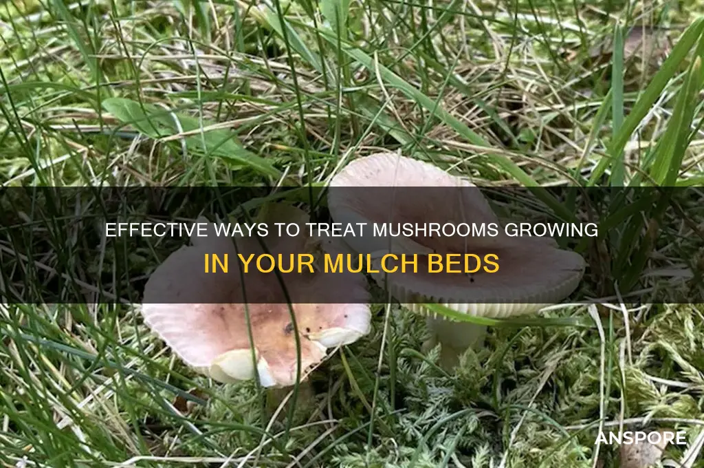 how to treat mushrooms in mulch