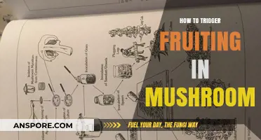 Mastering Mushroom Fruiting: Proven Techniques to Trigger Abundant Harvests