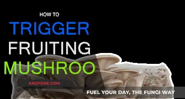 Strategies to Encourage Mushroom Fruiting