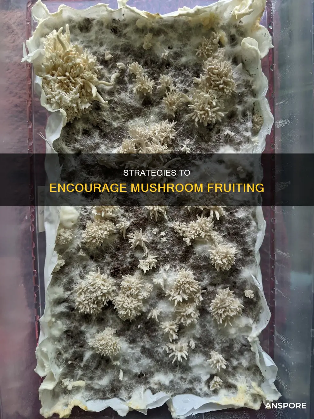 how to trigger fruiting mushrooms