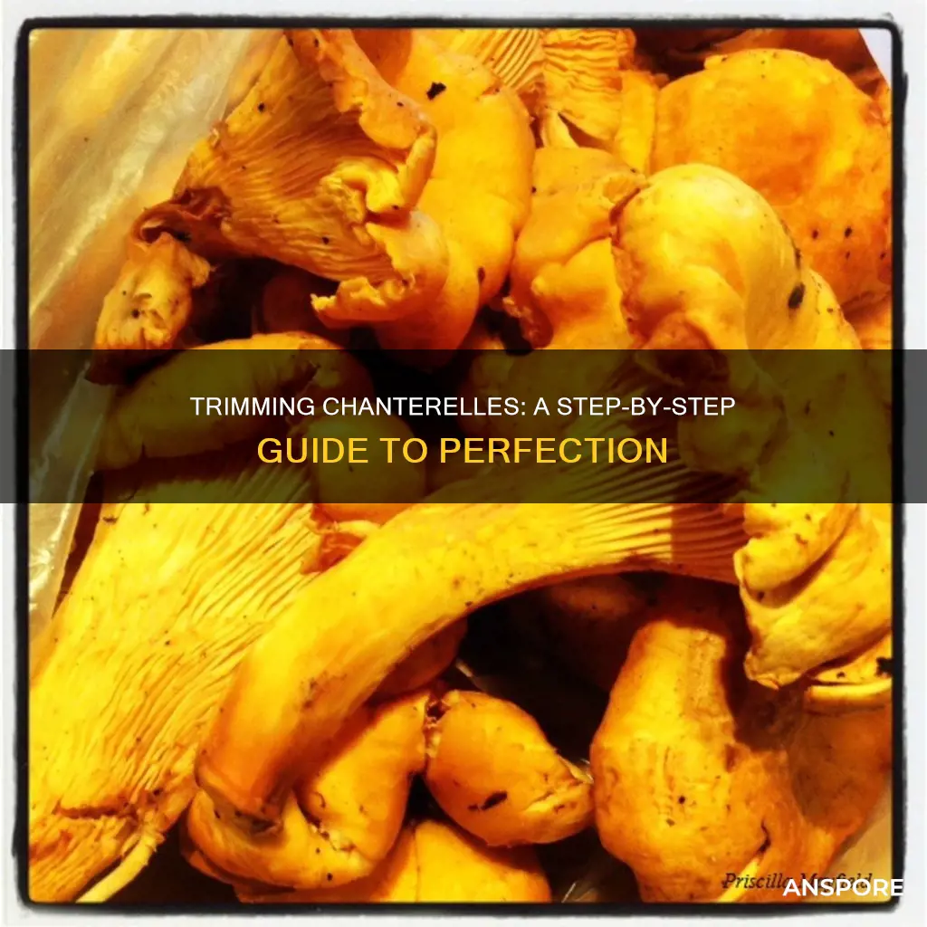 how to trim chanterelle mushrooms