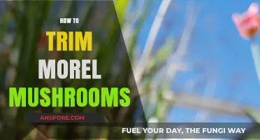 Mastering Morel Mushroom Trimming: A Step-by-Step Guide for Perfect Prep