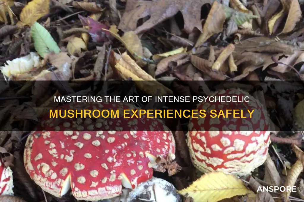how to trip hard on mushrooms