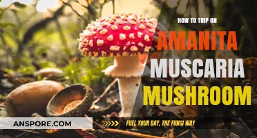 Exploring Amanita Muscaria: A Guide to Safe Psychedelic Experiences