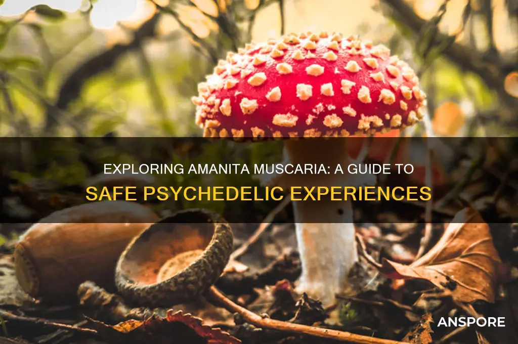 how to trip on amanita muscaria mushrooms