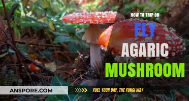 Exploring the Psychedelic Journey of Fly Agaric Mushrooms Safely