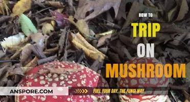 Tripping on Mushrooms: A Beginner's Guide to Psychedelics