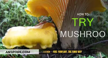 Exploring the World of Magic Mushrooms
