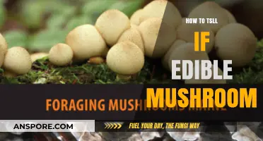 Identifying Safe Edible Mushrooms: A Beginner's Guide to Foraging Confidently