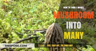 Multiply Your Morel Harvest: Simple Steps to Grow More Mushrooms